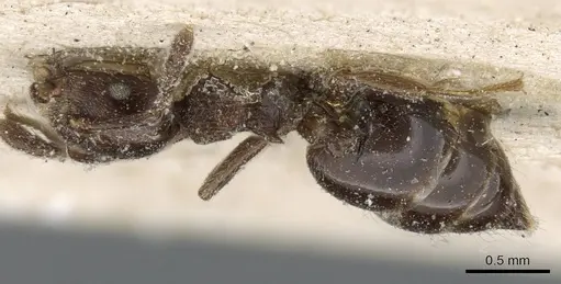 Crematogaster brevis specimen