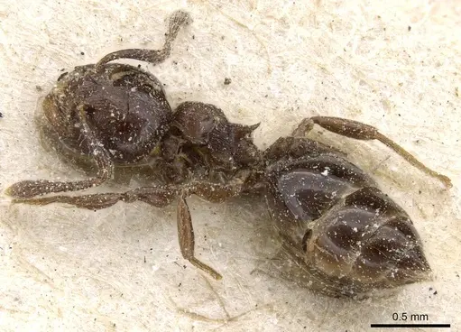 Crematogaster brevis specimen