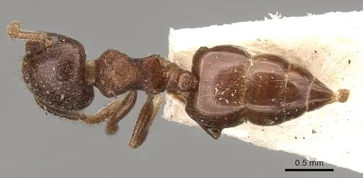 Crematogaster brevis - CASENT0914304