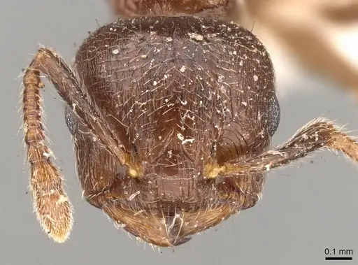 Crematogaster brevis - CASENT0914304
