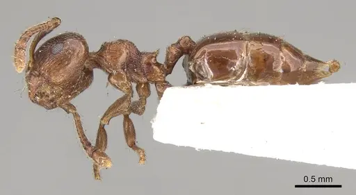 Crematogaster brevis - CASENT0914304