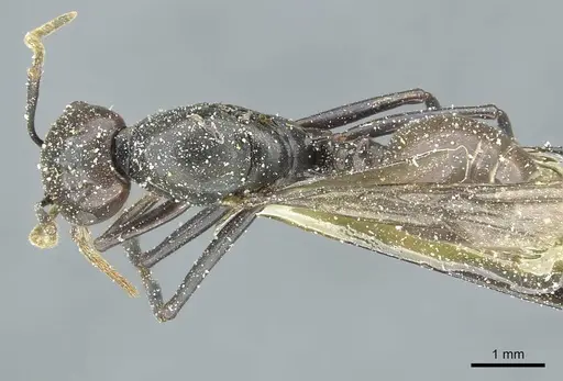 Crematogaster breviventris specimen