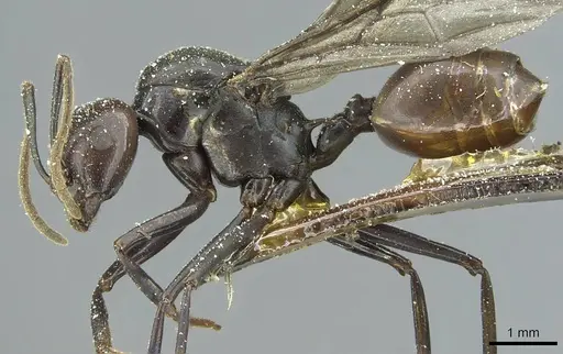 Crematogaster breviventris specimen