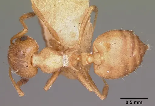 Crematogaster browni specimen