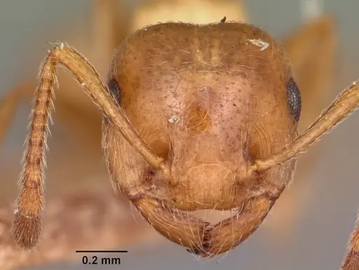 Crematogaster browni specimen