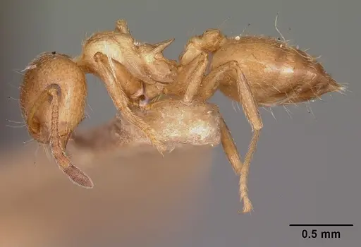 Crematogaster browni specimen