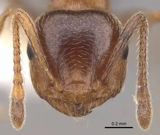 Crematogaster browni - CASENT0922722