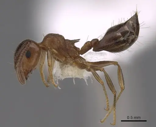 Crematogaster browni - CASENT0922722