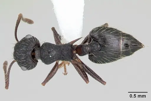 Crematogaster bruchi specimen