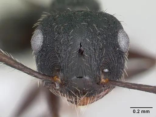 Crematogaster bruchi specimen