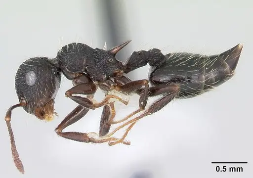 Crematogaster bruchi specimen