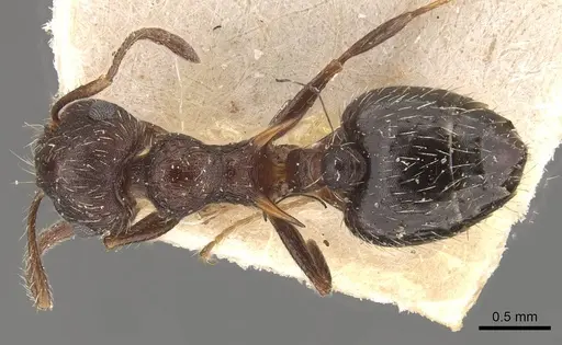 Crematogaster bruchi - CASENT0908410