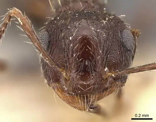 Crematogaster bruchi - CASENT0908410