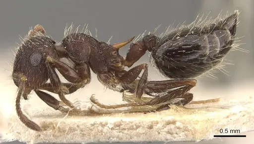Crematogaster bruchi - CASENT0908410