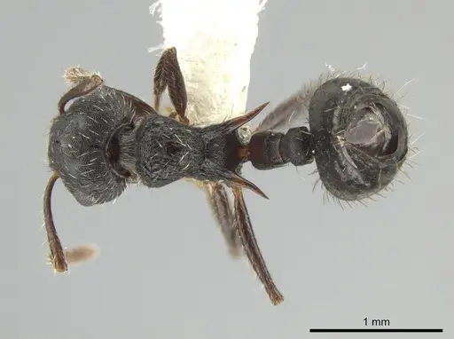 Crematogaster bruchi - JTLC000007580