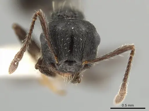 Crematogaster bruchi - JTLC000007580