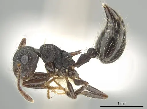 Crematogaster bruchi - JTLC000007580