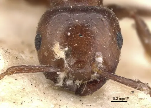 Crematogaster brunnea specimen