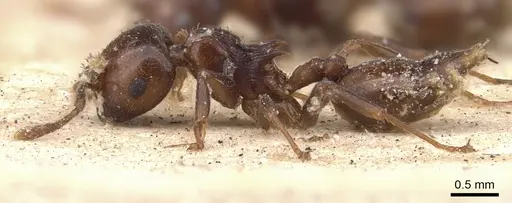 Crematogaster brunnea specimen