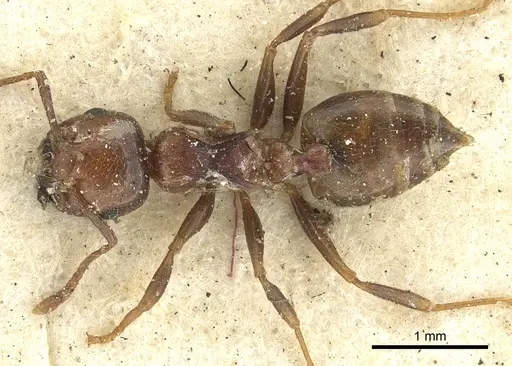 Crematogaster brunnea - CASENT0902122