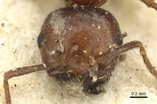 Crematogaster brunnea - CASENT0902122