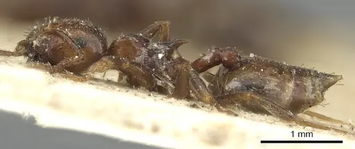 Crematogaster brunnea - CASENT0902122