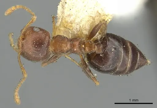 Crematogaster brunnea - CASENT0902123