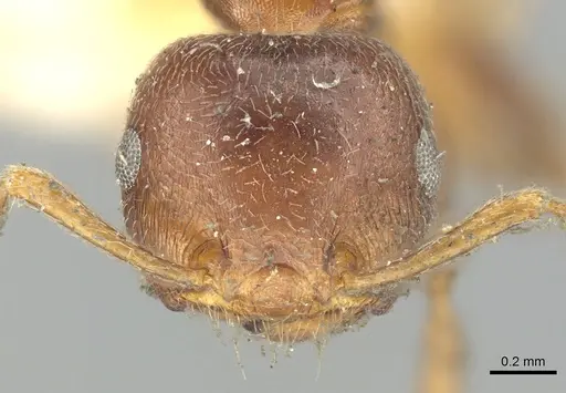 Crematogaster brunnea - CASENT0902123