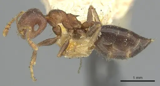 Crematogaster brunnea - CASENT0902123