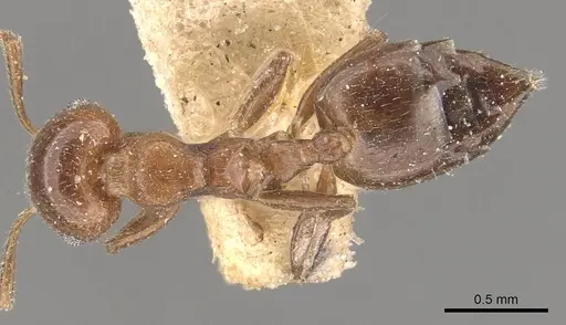 Crematogaster brunnea - CASENT0908565