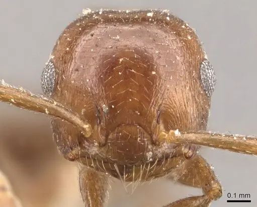 Crematogaster brunnea - CASENT0908565