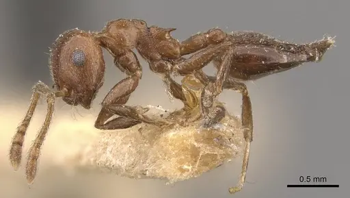 Crematogaster brunnea - CASENT0908565