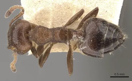 Crematogaster brunnea - CASENT0908567