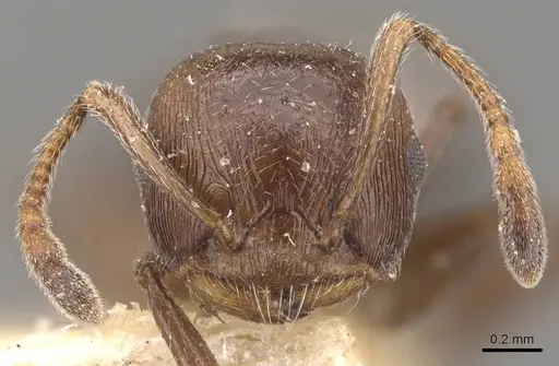 Crematogaster brunnea - CASENT0908567