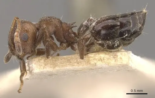 Crematogaster brunnea - CASENT0908567