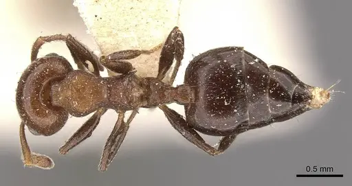 Crematogaster brunnea - CASENT0908568