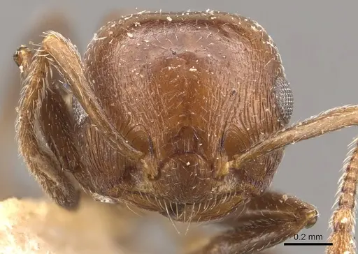 Crematogaster brunnea - CASENT0908568