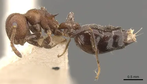Crematogaster brunnea - CASENT0908568
