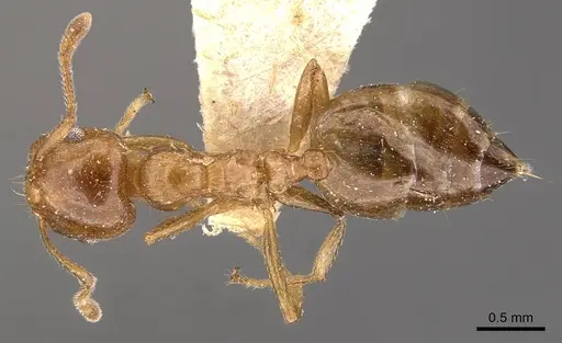 Crematogaster brunnea - CASENT0908570