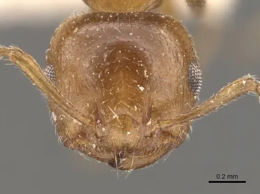 Crematogaster brunnea - CASENT0908570