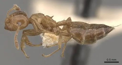 Crematogaster brunnea - CASENT0908570