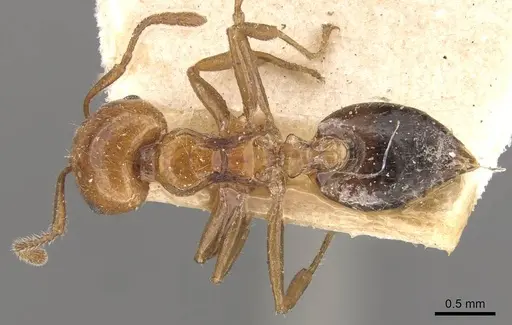 Crematogaster brunnea - CASENT0908572