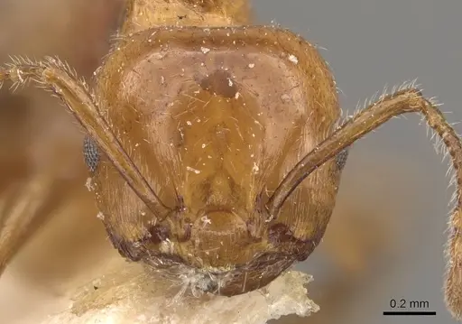 Crematogaster brunnea - CASENT0908572