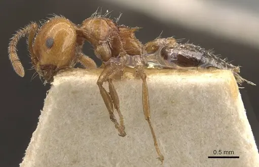 Crematogaster brunnea - CASENT0908572