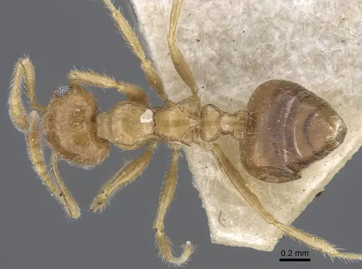 Crematogaster brunnea - CASENT0916979