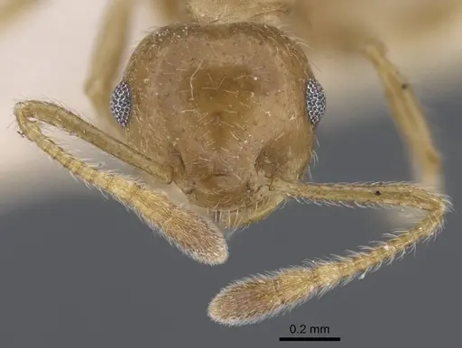 Crematogaster brunnea - CASENT0916979