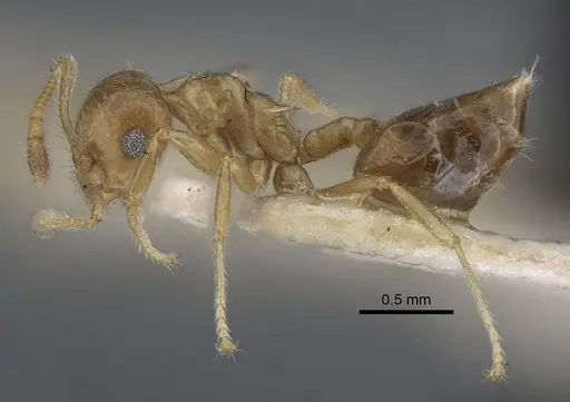 Crematogaster brunnea - CASENT0916979