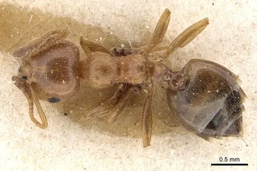 Crematogaster brunneipennis specimen