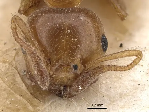 Crematogaster brunneipennis specimen