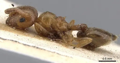 Crematogaster brunneipennis specimen